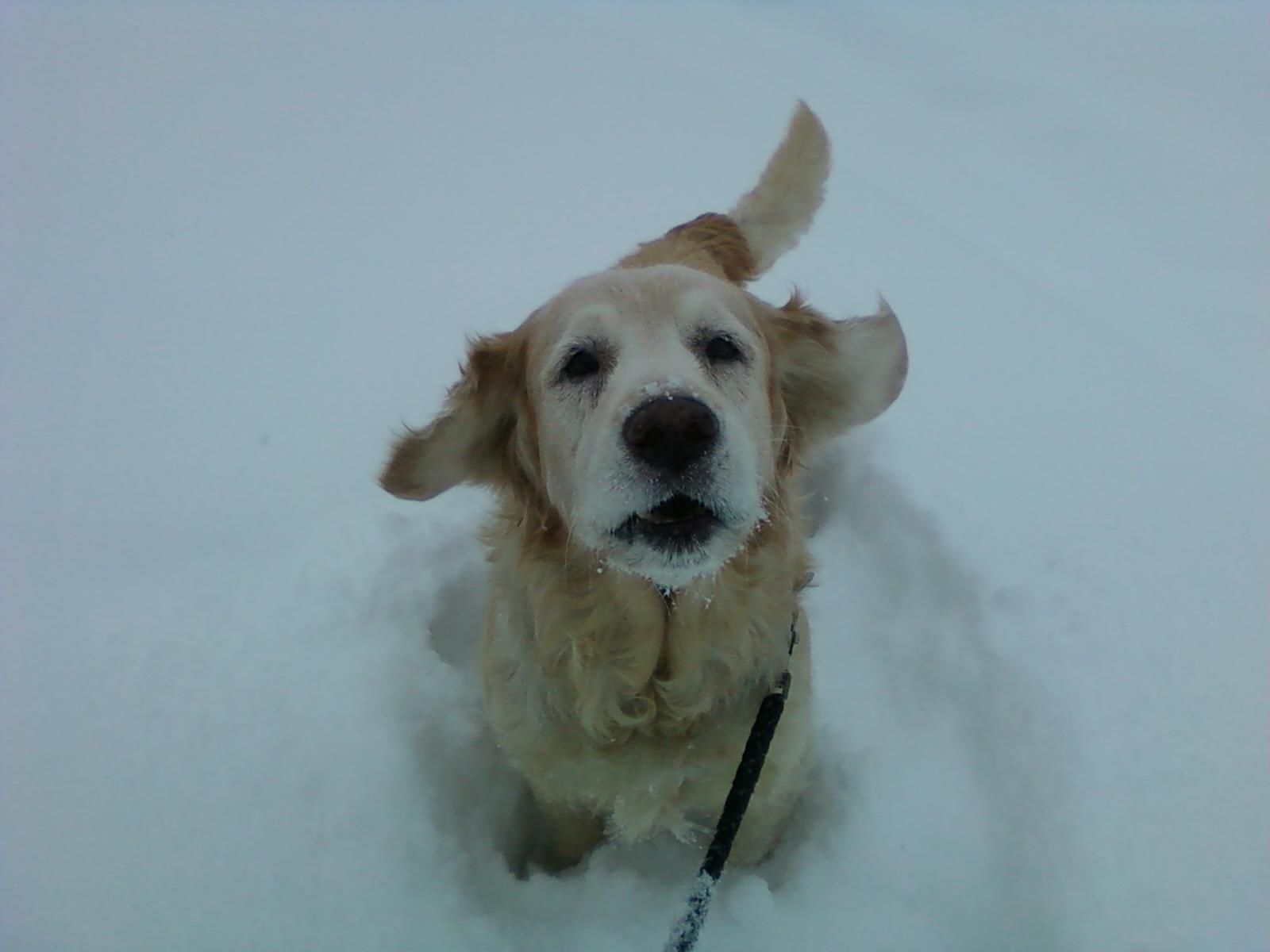 With 12 ish inches and counting, Sunnee is one happy dog here in helena montana.JPG
